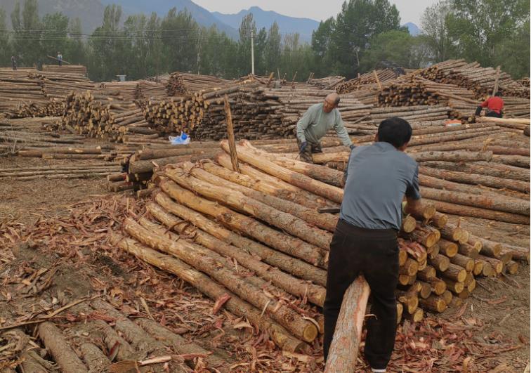 哪里有松木樁金華丨金華地區(qū)建筑工程避不開的木質建材